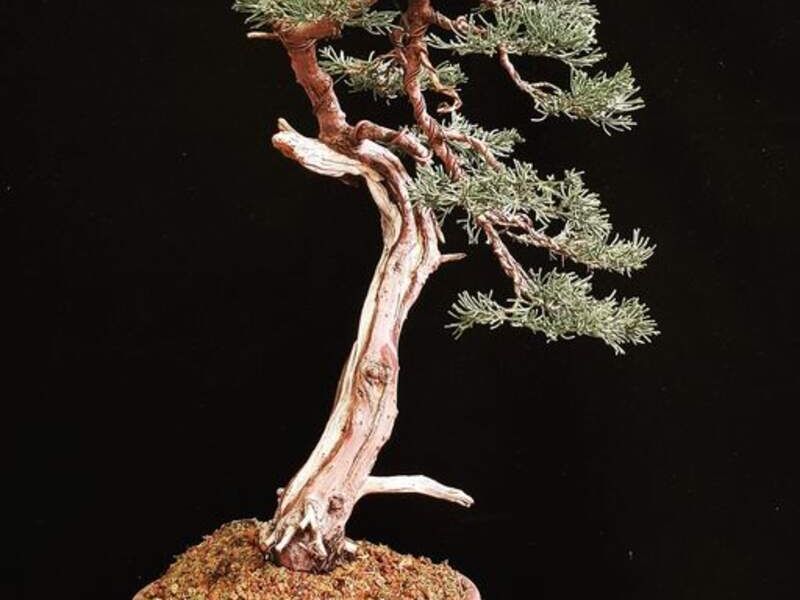 Bonsai 4 México