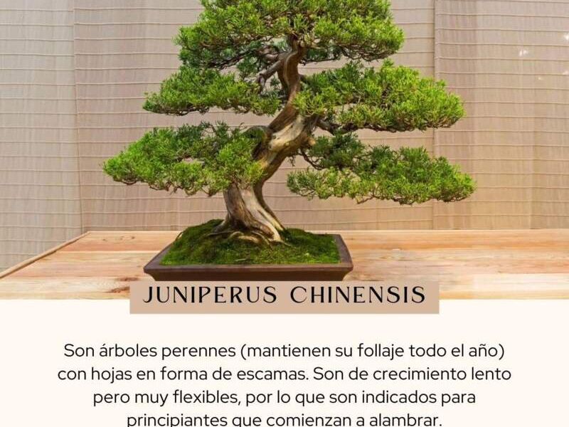 Bonsai 5 México