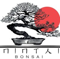 Nintai bonsai Mx