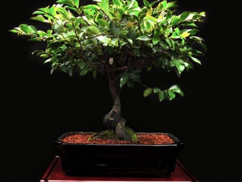 Camelia México