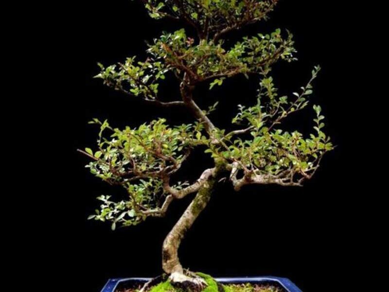 Olivo bonsai México