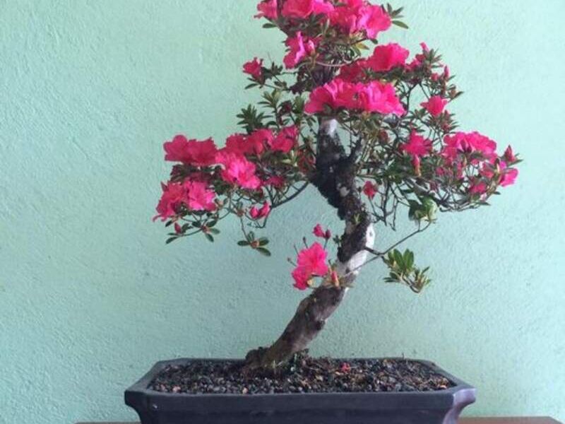 Bonsai 1 México