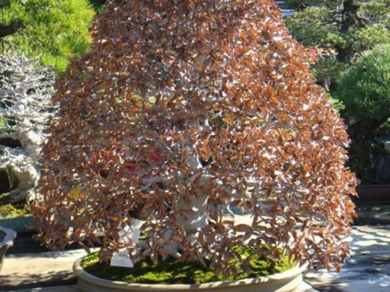Bonsai 2 México