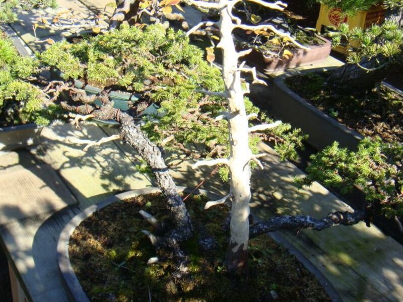 Bonsai 3 México