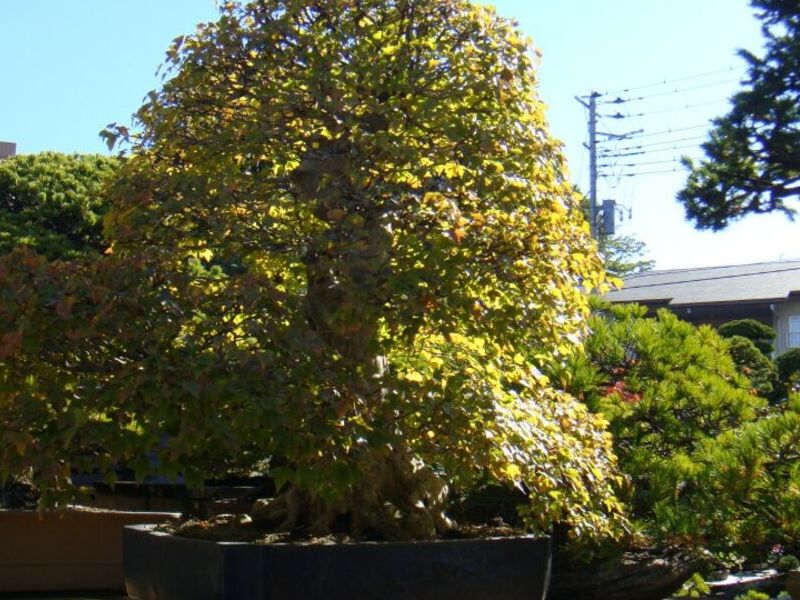 Bonsai 4 México