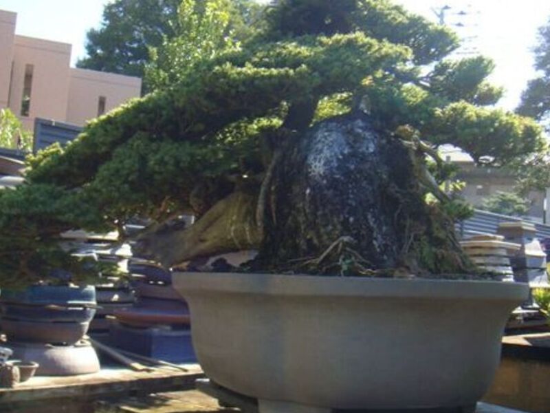 Bonsai 5 México