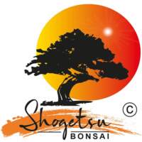 Shogetsu Bonsai