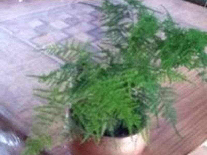 Bonsai 1 México