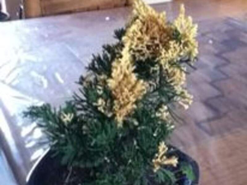 Bonsai 3 México