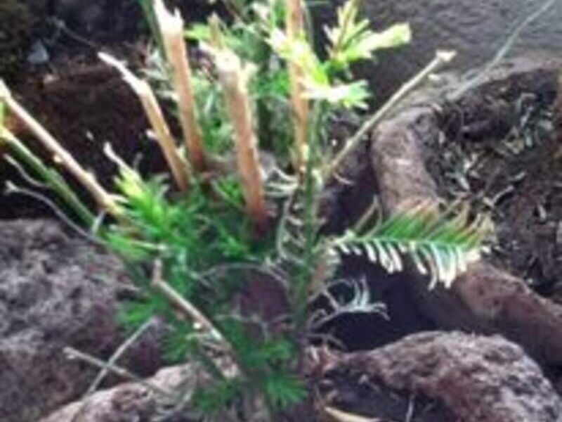 Bonsai 5 México