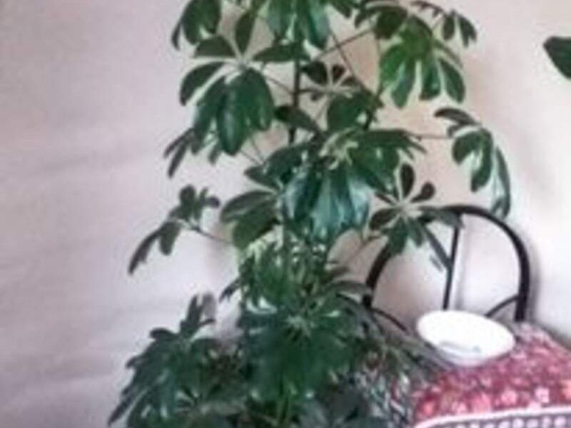 Bonsai 8 México