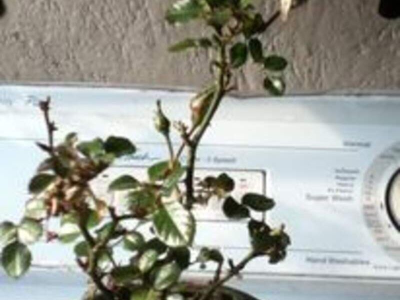Bonsai 9 México