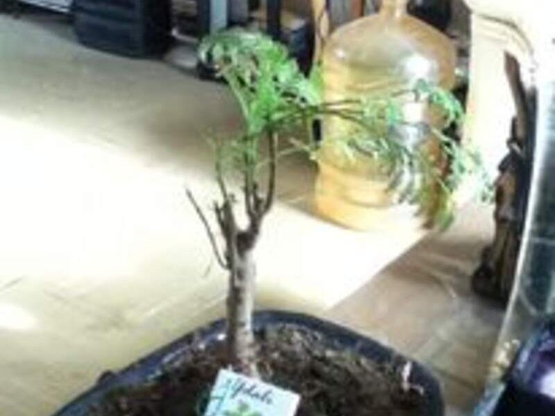 Bonsai 4 México
