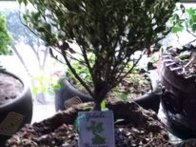 Bonsai 7 México