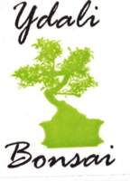 Ydali Bonsai
