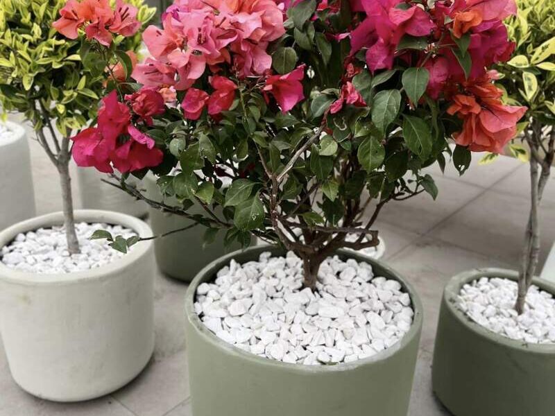 Bonsai 1 México
