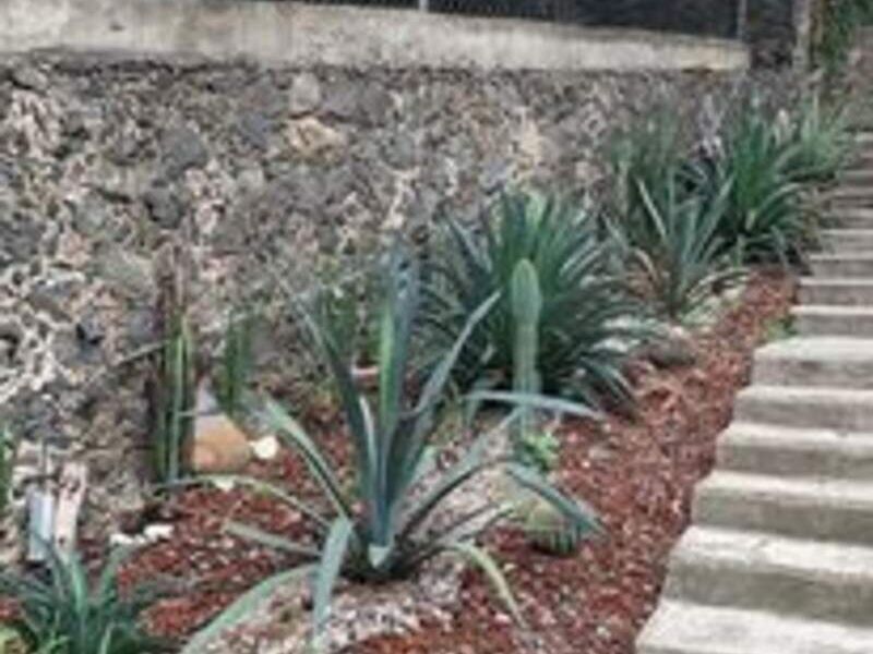 Agave montana México