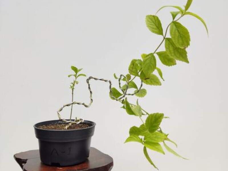 Callicarpa Japónica México