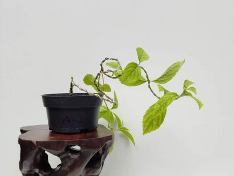 Callicarpa Japónica 4 México