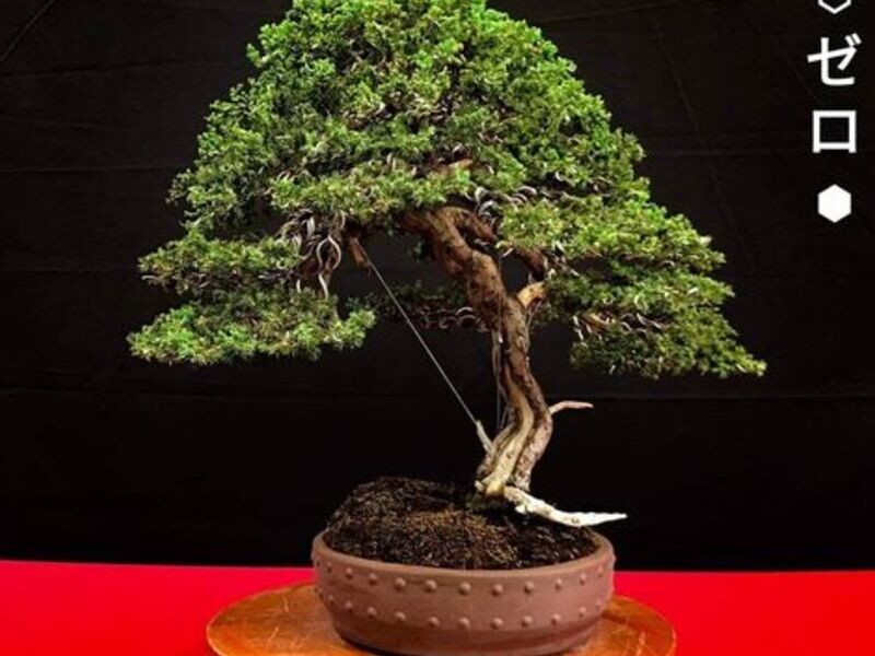 Junipero Procumbens Nana México