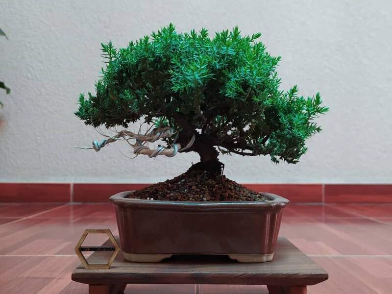 Bonsai 1 México