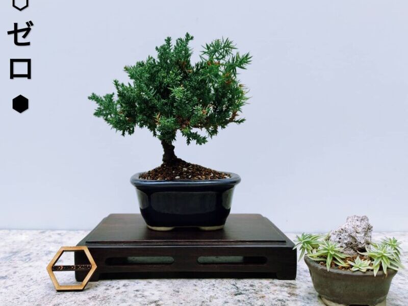 Bonsai 2 México