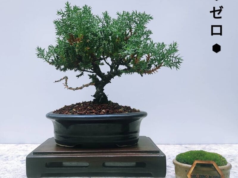 Bonsai 3 México