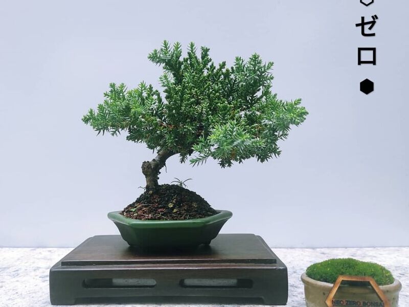 Bonsai 4 México