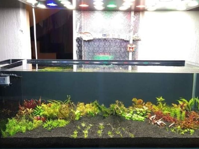Acuario 1 México
