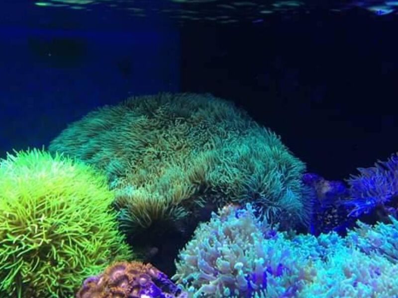 Acuario 2 México