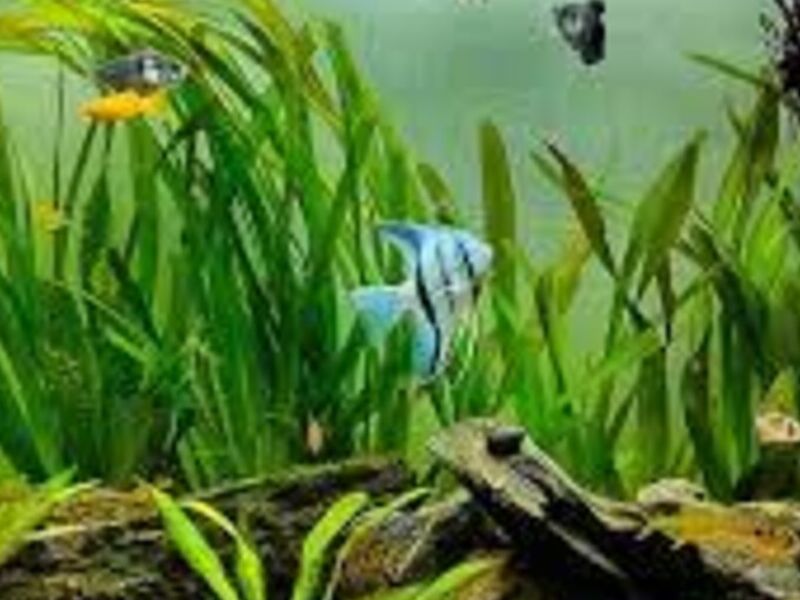 Acuario 7 México
