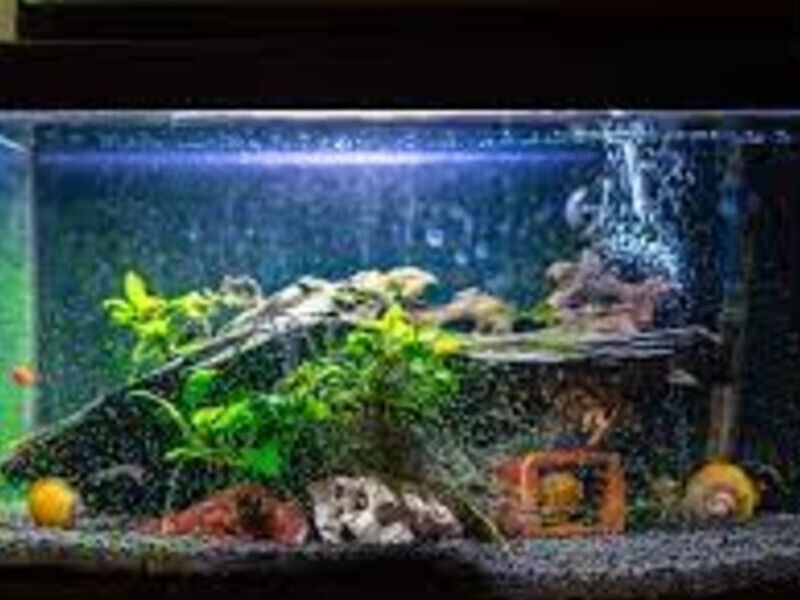 Acuario 8 México