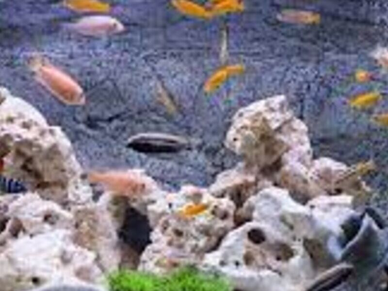 Acuario 9 México