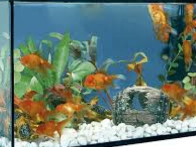 Acuario 4 México