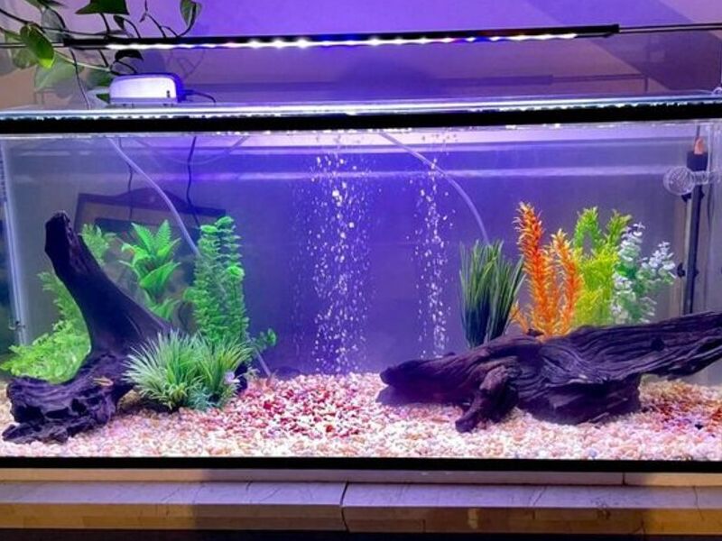 Acuario 1 México