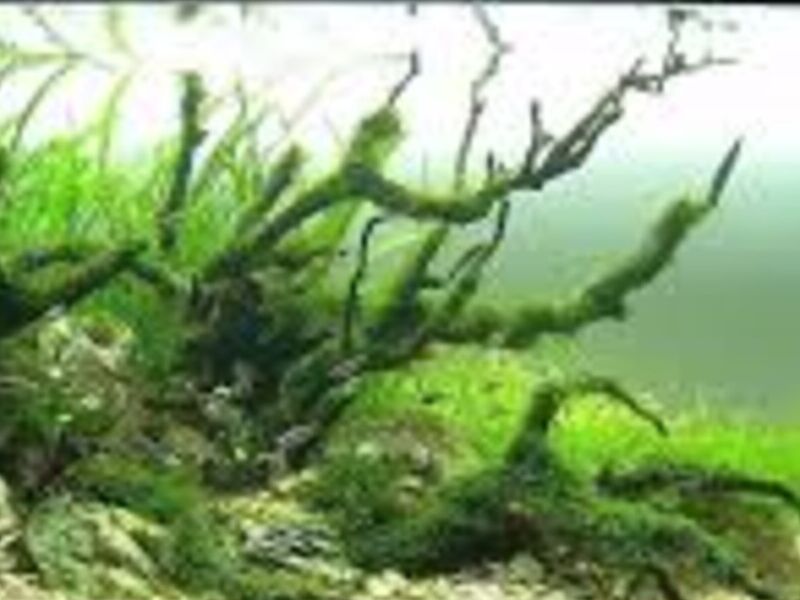Acuario 5 México