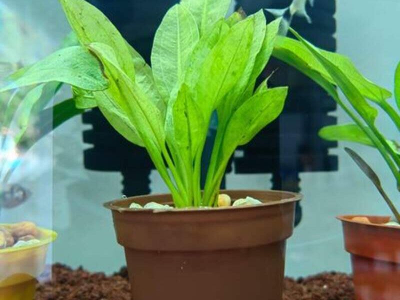 Bacopa monnieri México