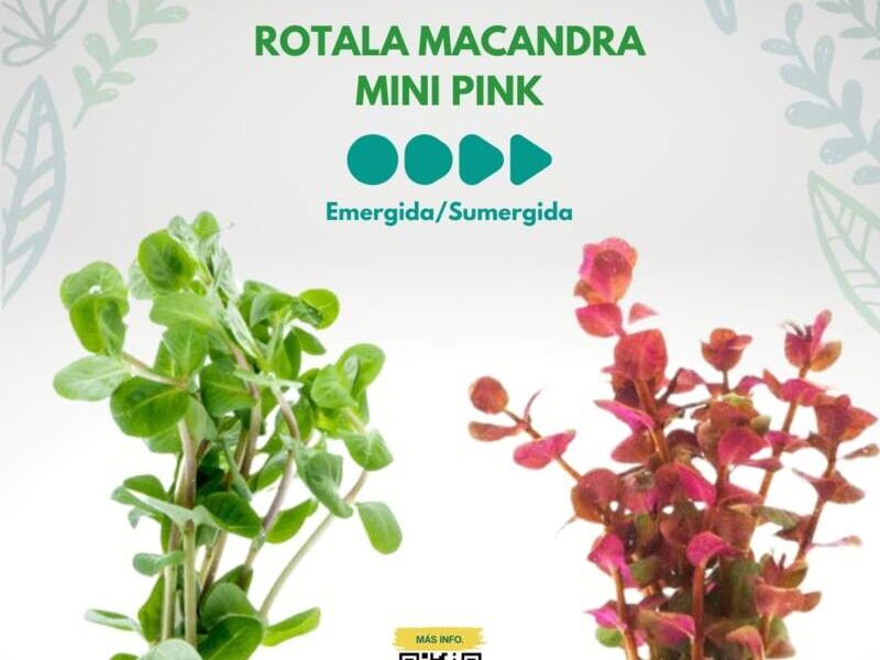 ROTALA MACANDRA MINI PINK México