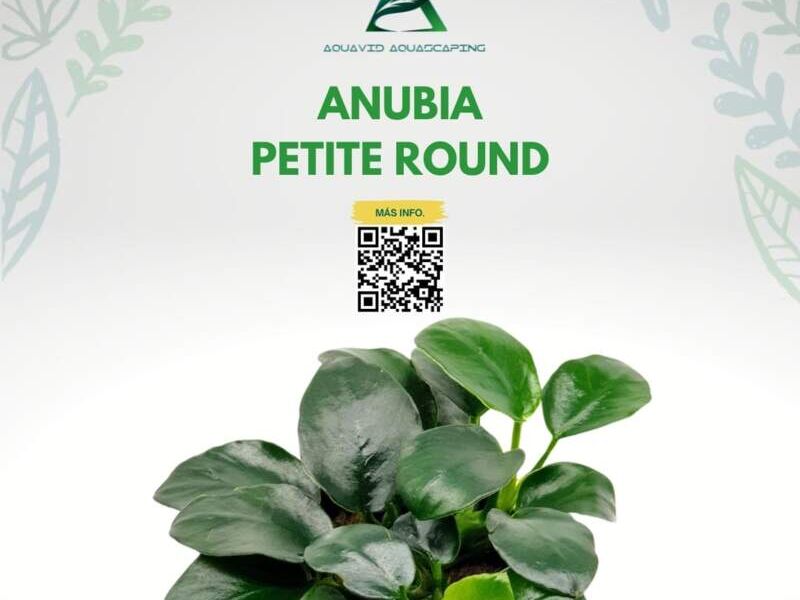 ANUBIA PETITE ROUND México