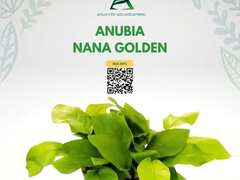 ANUBIA NANA GOLDEN México