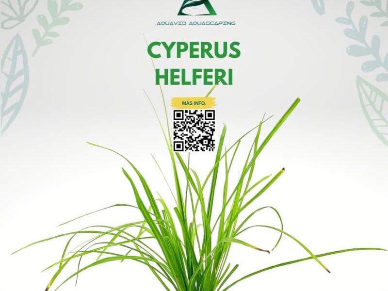 CYPERUS HELFERI México