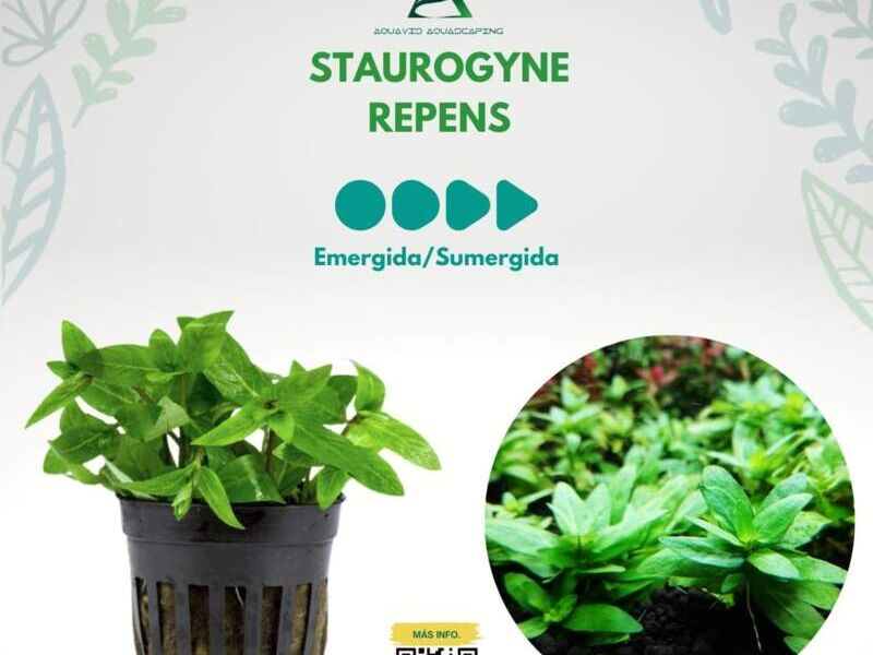 STAUROGYNE REPENS México