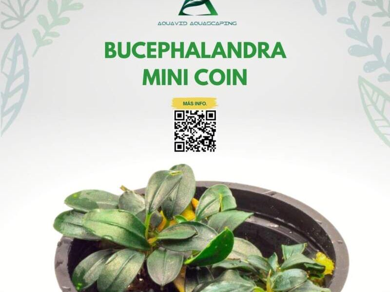BUCEPHALANDRA MINI COIN México