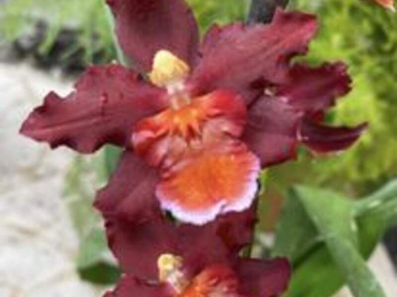 Orquídeas vino México