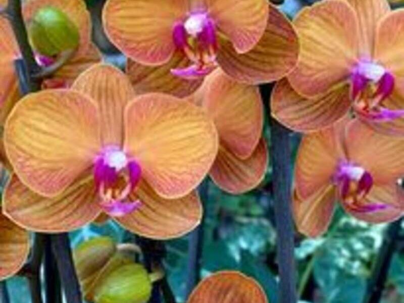 Orquídeas Naranja México