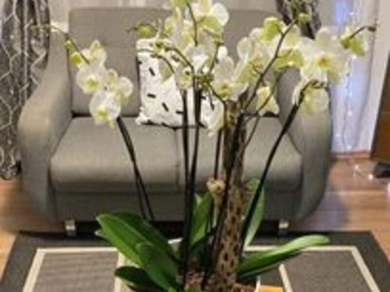 Orquídeas Blanca México