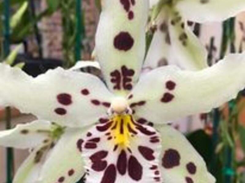 Orquídeas Dalmata México