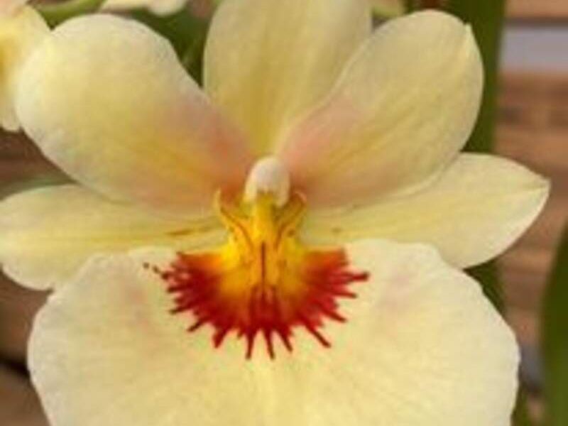 Orquídeas Beige México