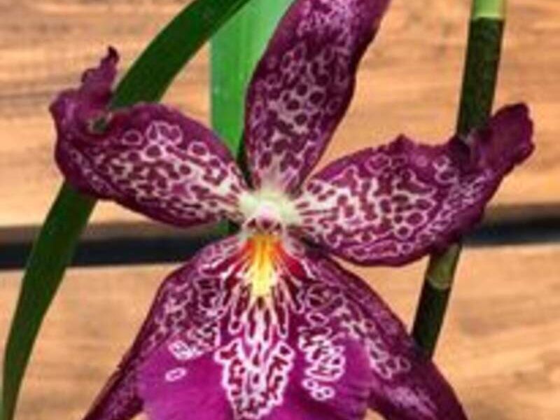 Orquídeas morada México