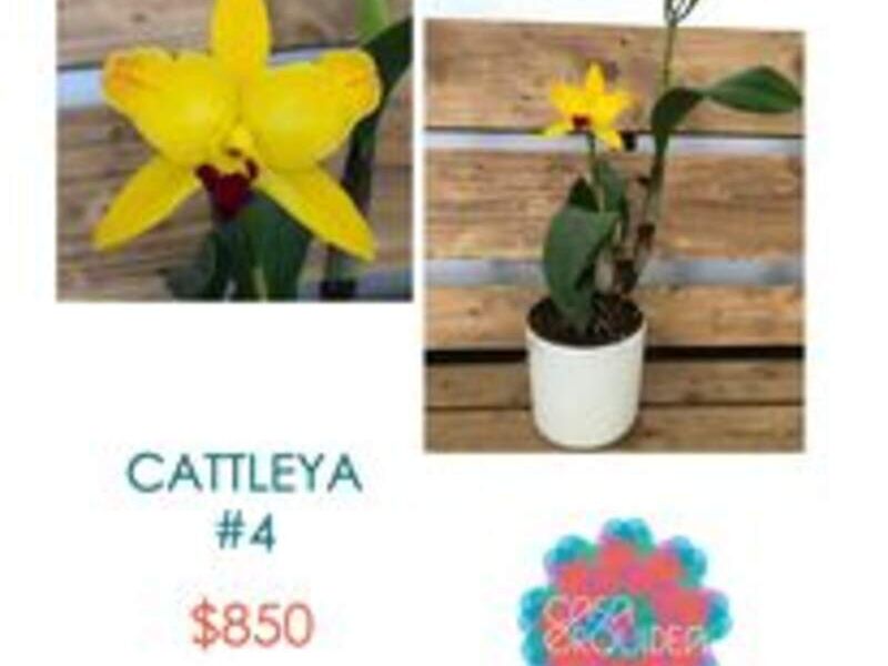 Cattleya México